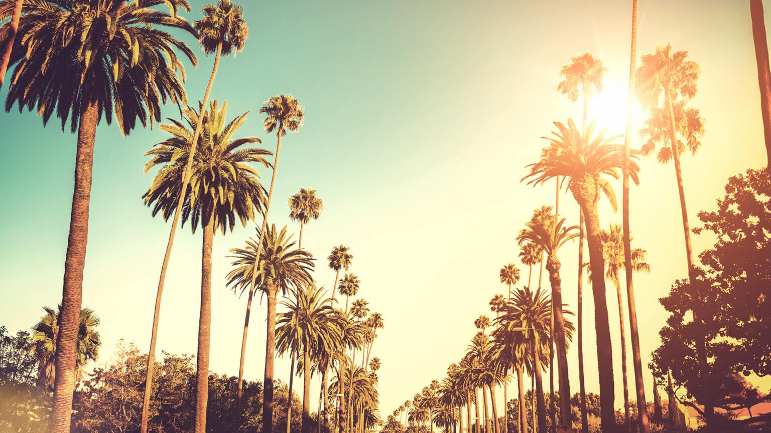 California Palm Trees AdvancedMD.